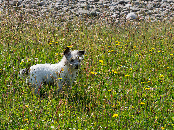 20130707-Portmahomack-R7076725