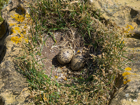20130707-Portmahomack-R7076752