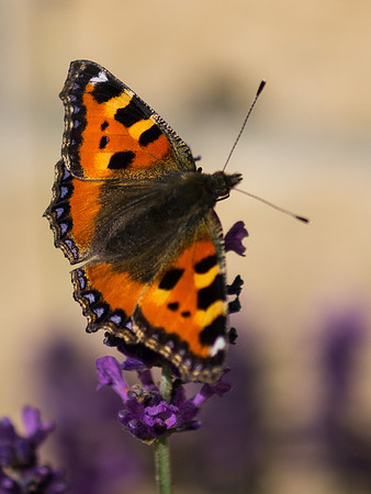20130730-Butterfly-R7307337