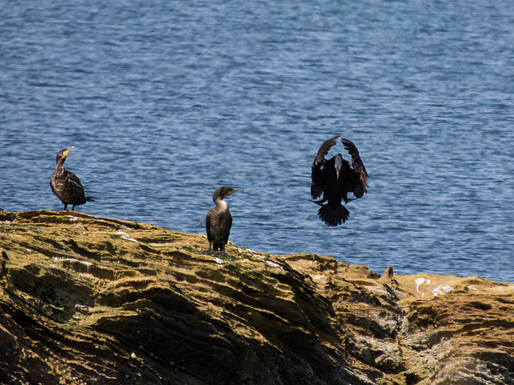 20130707-Portmahomack-R7076697