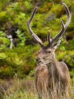 20130701-Glen Cannich-R7016413