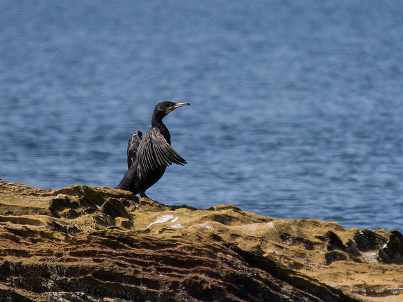 20130707-Portmahomack-R7076713