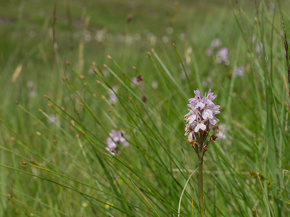 20130713-Glen Strathfarrar-R7136966
