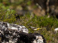 20130703-Glen Strathfarrar-R7036549
