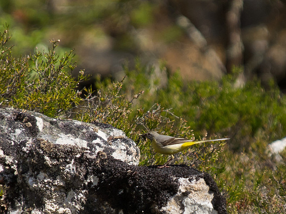 20130703-Glen Strathfarrar-R7036549