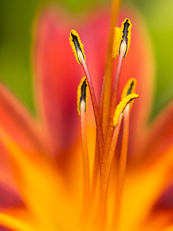 20130729-Garden Flowers-R7297307