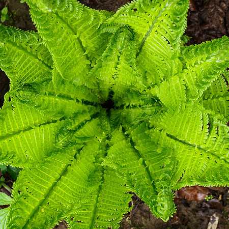Shuttlecock Fern