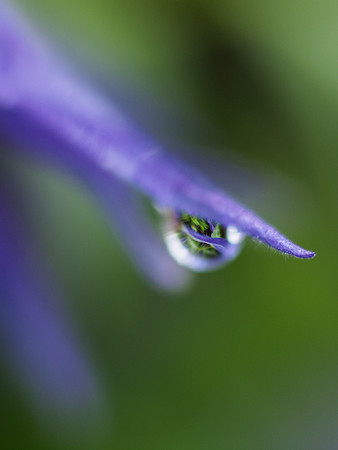 Clematis Drop