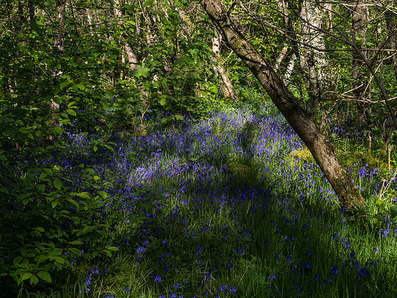 Bluebell Patch