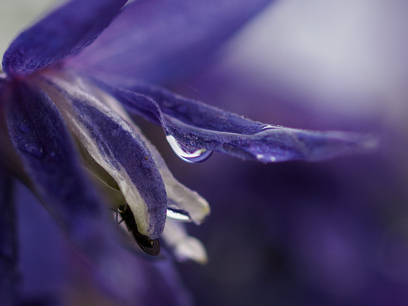 Clematis