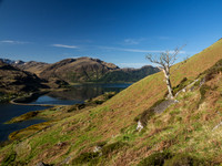 Lone Tree