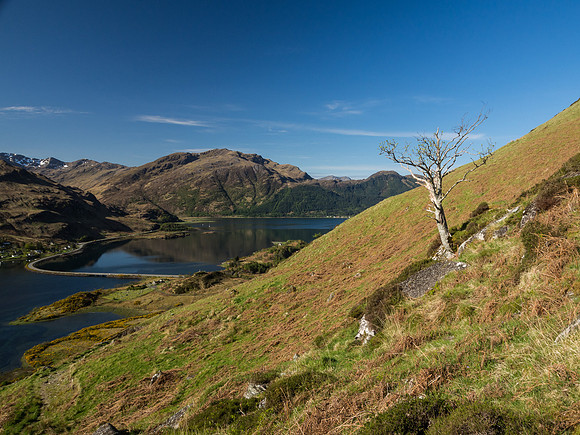 Lone Tree