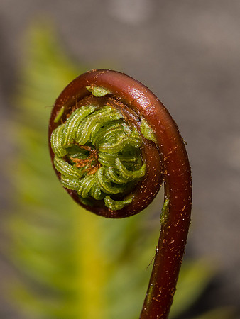 Fern Unfurling