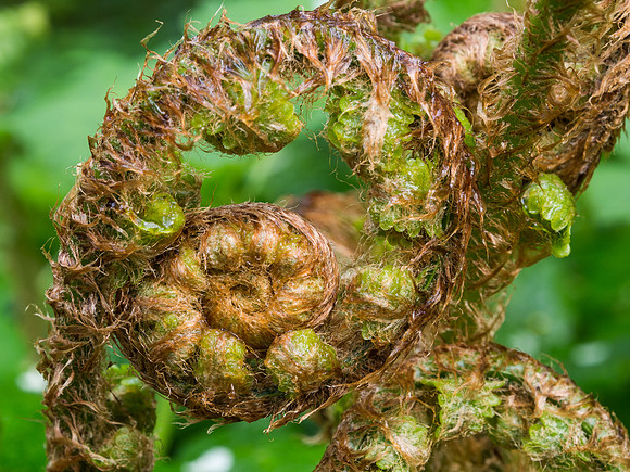Fern Curl