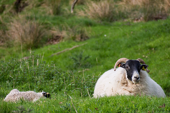 20140514-Clunebeg-V5140039