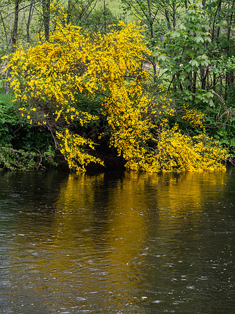 Gorse Dip