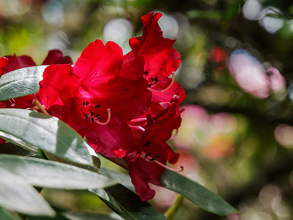 Red Rhododendron