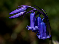 Bluebells 1
