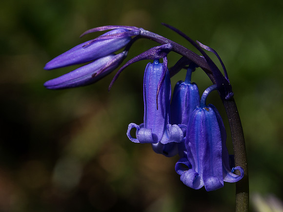 Bluebells 1