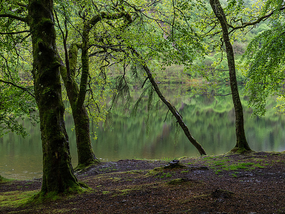 Loch Oich Greens
