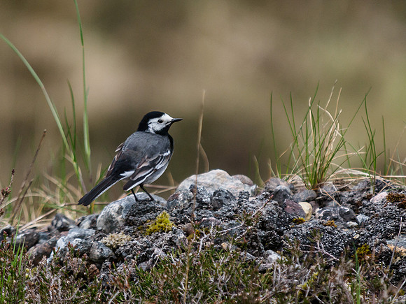 Pied Wagtail 2