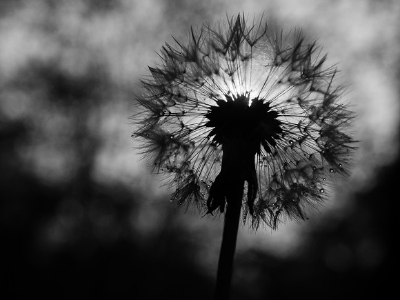 Dandelion Sunlight 1