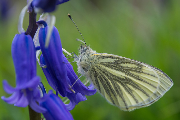 20140514-Clunebeg-V5140033