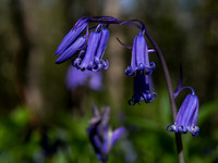 Bluebells 4