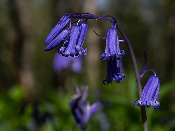 Bluebells 4