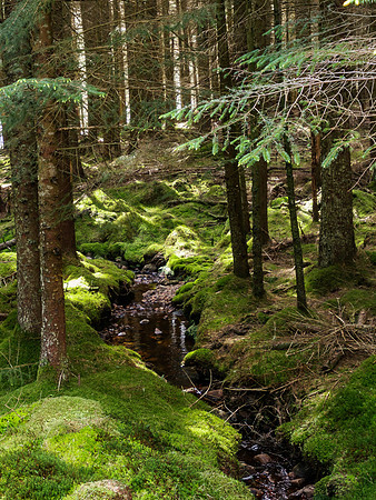 Dappled Stream
