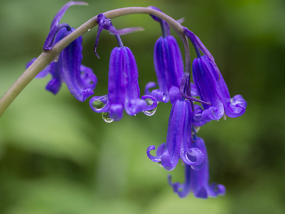 Bluebells 7