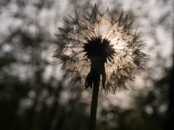 Dandelion Sunlight 2