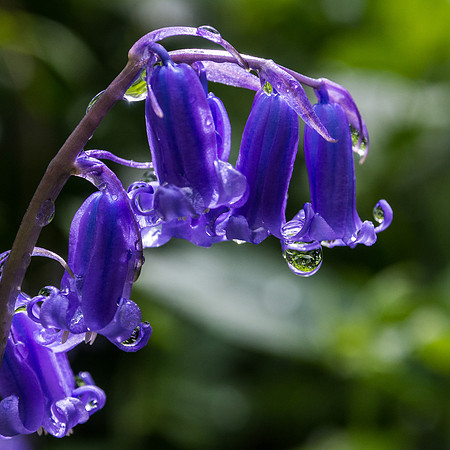 Bluebells 9