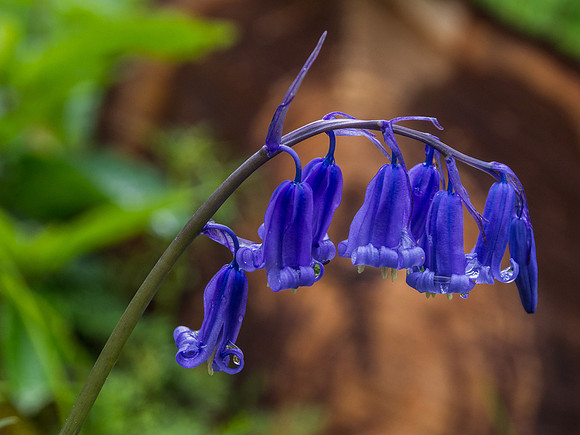 Bluebells 10