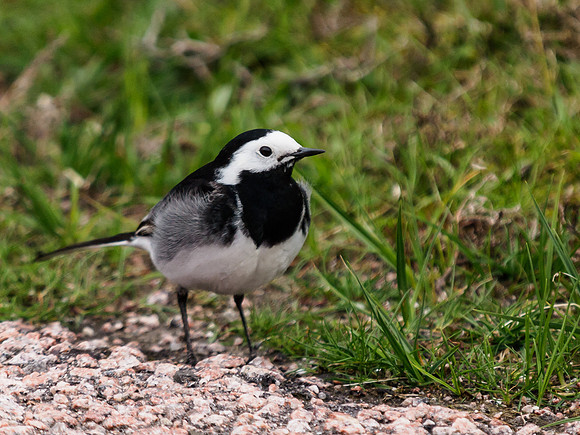 Pied Wagtail 1