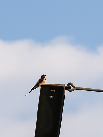 Resting Swallow