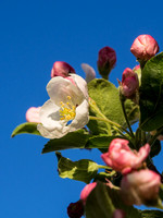 Crab Apple Blossom