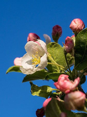 Crab Apple Blossom