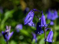 Bluebells 3