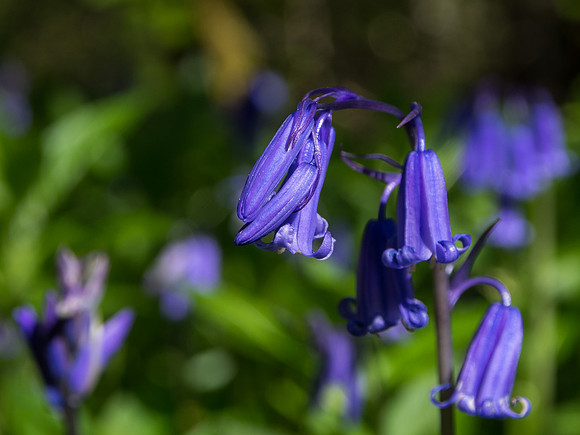 Bluebells 3