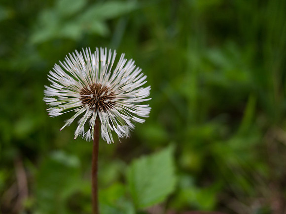 Dandelion Seedhead