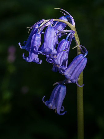 Bluebells 8