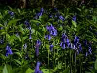 Bluebells 2