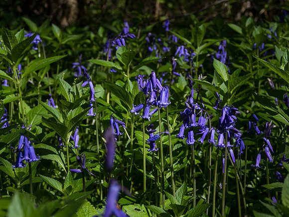 Bluebells 2