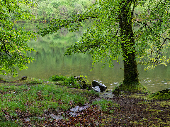 Loch Oich Greens