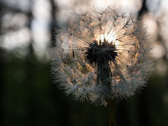 Dandelion Sunlight 3