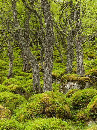Birch Woodland with Blaeberry