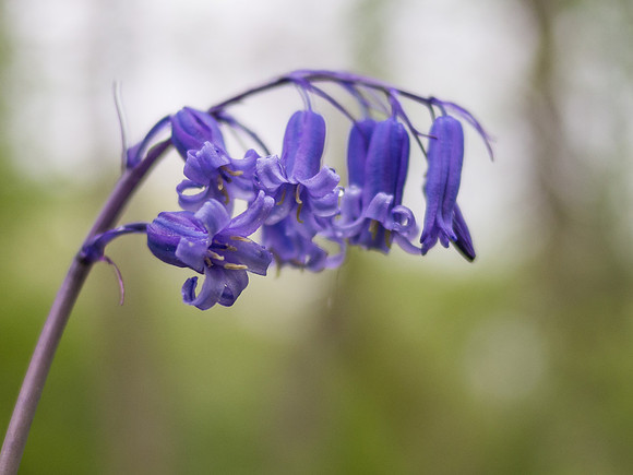 Bluebells 5