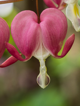 Bleeding Heart