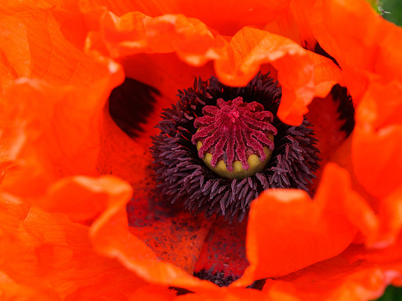 Ornamental Poppy
